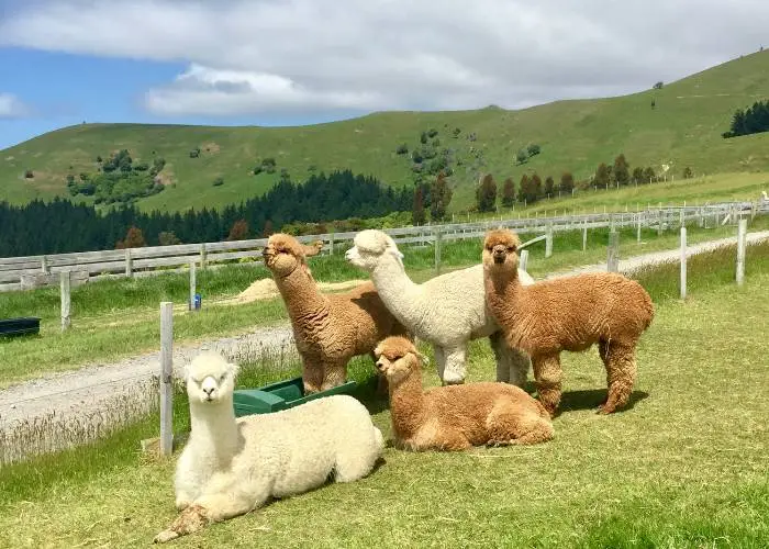 a ferragosto fai attività originali, come una passeggiata con alpaca