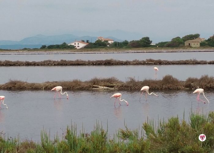 I fenicotteri a Carloforte, in Sardegna