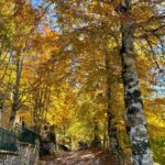 Alla scoperta del foliage a Monte Livata