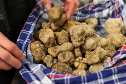 Fiera Nazionale del Tartufo Bianco di Acqualagna