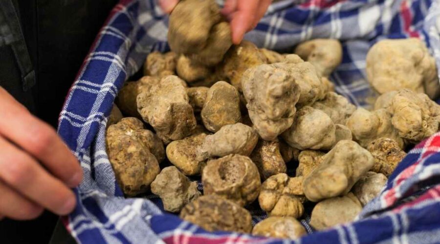 Fiera Nazionale del Tartufo Bianco di Acqualagna